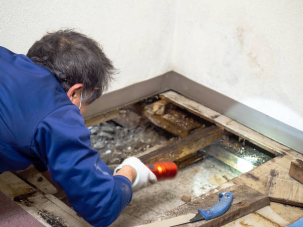 Best Crawl Space Mold Remediation in Burwell, NE