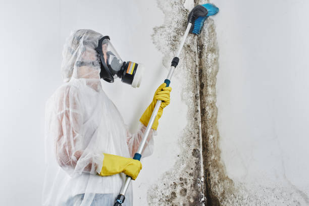 Reliable Burwell, NE Mold Remediation Solutions