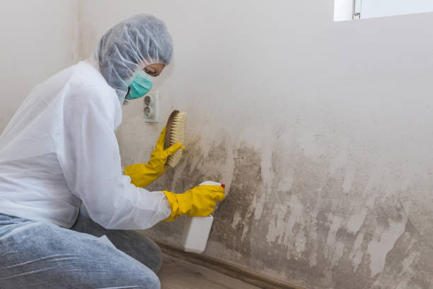 Best Mold Remediation for Specific Building Types in Burwell, NE