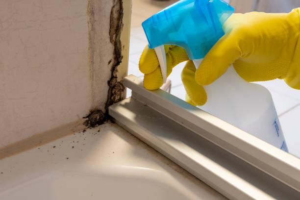 Best White Mold Remediation in Burwell, NE