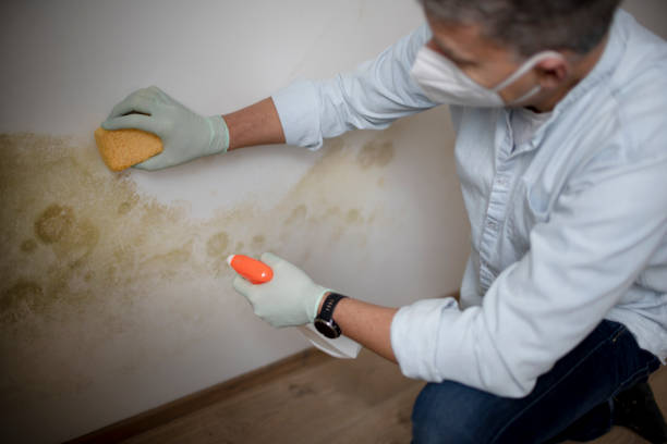 Best Post-Flood Mold Remediation in Burwell, NE