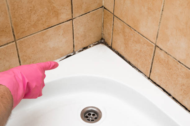 Best Basement Mold Remediation in Burwell, NE
